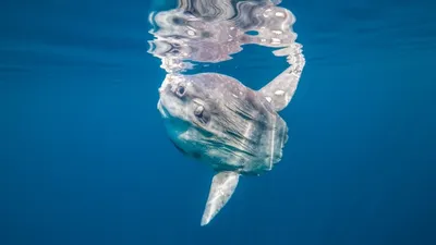 Потрясающие фотографии рыбы-солнце, сделанные водолазами | Пикабу