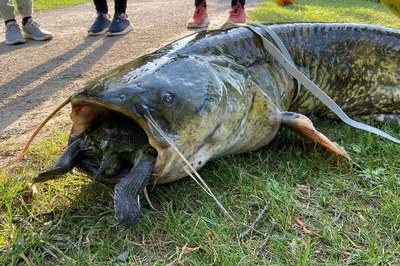 Сом - купить недорого, цена в Минске - fish-city