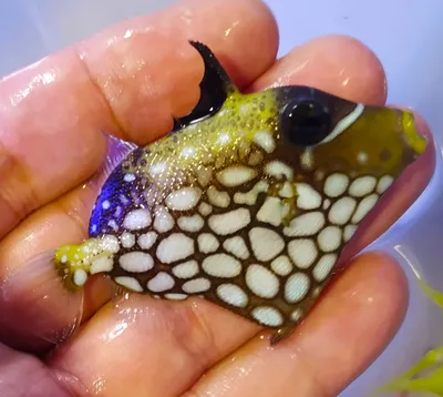 Спинороги_балистод Голубоперый _Balistoides viridescens — Титановый спинорог  — Titan triggerfish | Poisson, Poisson exotique, Tortue