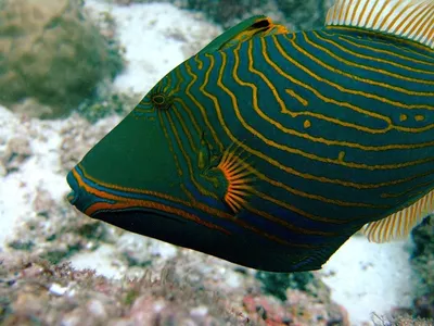 Wiki Nature - Расписной спинорог, или колючий ринекан (лат. Rhinecanthus  aculeatus) — вид морских лучепёрых рыб семейства спинороговых. Рыбы живут  на глубине до 5 м по одиночке или парами. Они территориальны, но