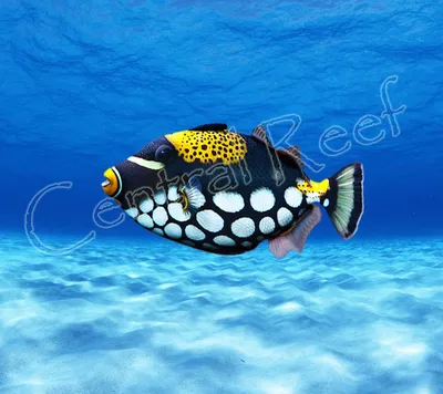 Titan Triggerfish - Рифовые рыбы —Спинорог (слева ) струёй воды достаёт  плоского морского ежа, зарывшегося в песок. The coral trout, leo… | Морские  ежи, Рыба, Заря