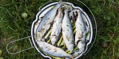 Палия (Salvelinus lepechini) | РУССКИЙ ЛОСОСЬ РУССКИЙ ЛОСОСЬ