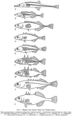 Gasterosteus Linnaeus, 1758) Род Гастеростеусы, Трёхиглые колюшки, Genus  Gasterosteus Linnaeus, 1758 (Three-spined sticklebacks) 6 видов