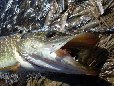 Морской окунь на деревянной доске с розмарином, лимоном и помидорами черри  приготовление рыбы generative ai | Премиум Фото