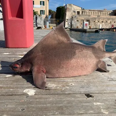 Калифорнийская морская свинья оказалась на грани вымирания - BBC News  Русская служба