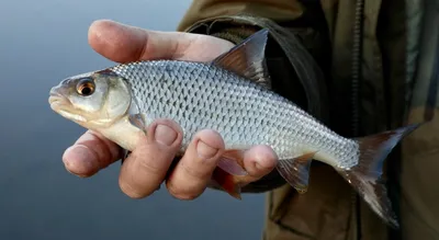 Сушёная тарань /сушёная рыба: 180 грн. - Продукты питания / напитки  Каменское на Olx