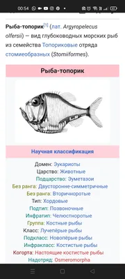 ФГБНУ «Аналитический центр» - 27 мая 2021 г. - Археологи нашли в египетской  пустыне окаменелость рыбы, которой 56 миллионов лет