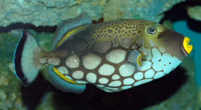 Lagoon triggerfish - Wikipedia