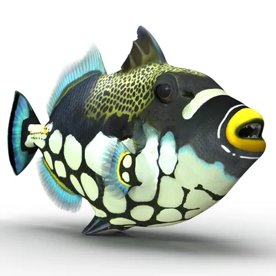 Спинороги_балистод Голубоперый _Balistoides viridescens — Титановый  спинорог — Titan triggerfish | Poisson, Poisson exotique, Tortue