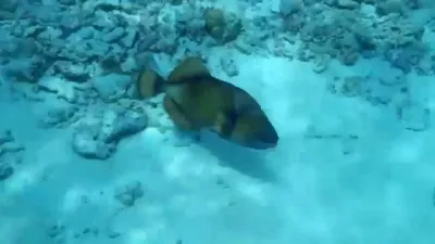 Large Trigger Fish Showing Off It's Huge Teeth In Fiji. Фотография,  картинки, изображения и сток-фотография без роялти. Image 5256487