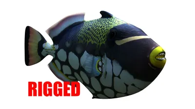 Viridescens Balistoides рыбы -триггера коралловых рифов гигантского  Triggerfish титана крупнейшие. Красное Море, Египет Стоковое Изображение -  изображение насчитывающей развилки, коралл: 174104011