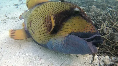 Титан Триггер Рыба — стоковые фотографии и другие картинки Titan  Triggerfish - Titan Triggerfish, Без людей, Вертикальный - iStock