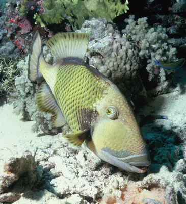 Explore the Vibrant Colored Trigger Fish in Hawaii