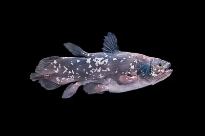 Латимерия или целакант (лат. Latimeria или Coelacanth) – Интересные животные