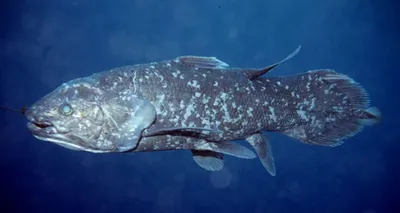 The coelacanth is our scaly grandmother - YouTube