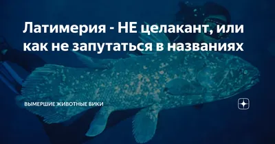 крупным планом портрет большой рыбы на столе, картинка целаканта фон  картинки и Фото для бесплатной загрузки