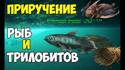 Латимерия или целакант (лат. Latimeria или Coelacanth) – Интересные животные