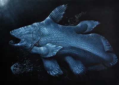 Латимерия или целакант (лат. Latimeria или Coelacanth) – Интересные животные