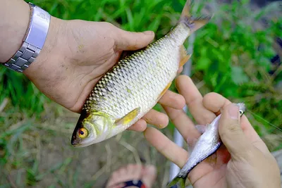 Ловля уклейки на мормышку по последнему льду