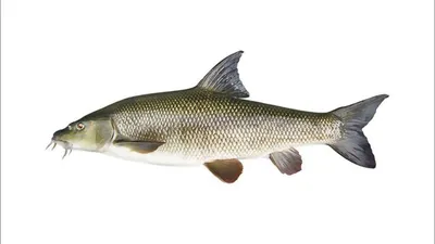 Усач обыкновенный (Barbus barbus) | FishingBY.com