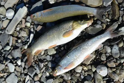 Усач месопотамский - У - Реальная русская рыбалка на 1505 рыб - World of  Fishers