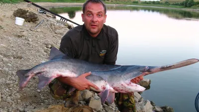 Купить малька веслоноса для зарыбления водоема с доставкой