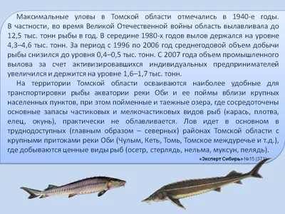 Житель Новосибирска поймал огромную рыбу в Оби и отпустил обратно 29  августа 2020 года - 29 августа 2020 - НГС