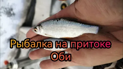 Рыбалка на Оби