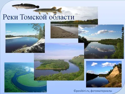 Сазана огромных размеров поймал рыбак в Оби под Новосибирском - Новости  Новосибирска - om1.ru