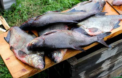 Подготовка черного Леща для шарабана #шарабан #рыбагорячегокопчения | TikTok