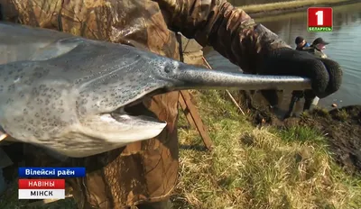 Довелось недавно поработать с 🐟 рыбой- веслонос. Что могу сказать, рыба  очень интересная и вкусная😋. Правда хоть она и относится к… | Instagram