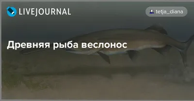 Первый в 2020: ученые объявили вымершим вид пресноводных рыб Китайский  веслонос