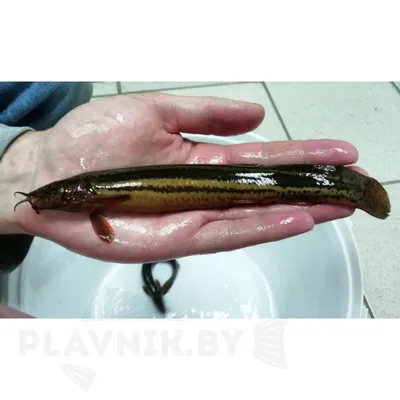 ВЬЮН АМУРСКИЙ (Misgurnus anguillicaudatus) » Домашний аквариум