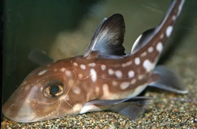 Жители Сахалина спасли морского зайца и вернули его в воду - Recycle