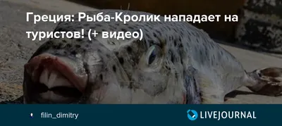 Морской кролик: Ядовитая двуполая безглазая слизь со дна океана. Но в ней  может прятаться лекарство от рака | Пикабу