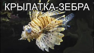 Купить Псевдотрофеус зебра голубая Maylandia zebra var. blue - Danio.com.ua