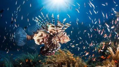 Рыба-зебра (Pterois volitans)