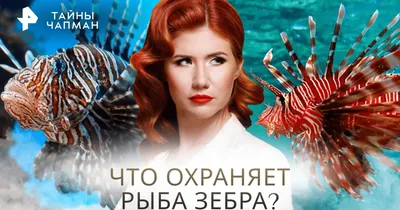 Тропические Рыбы Рыбы-зебры, Latinname Pterois Volitans, Записанные В  Аквариуме. Фотография, картинки, изображения и сток-фотография без роялти.  Image 22709311