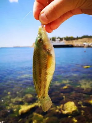 Зеленушка рыба, рулена – adriaticnature