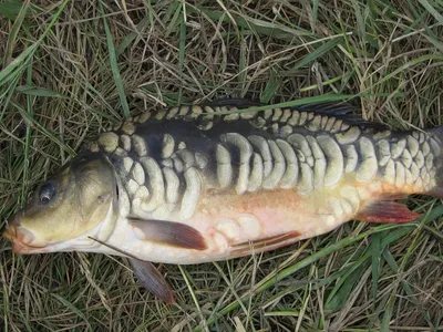 Рыба карп зеркальный мальки купить для зарыбления водоема