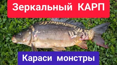 Купить карп зеркальный Кашмат охлажденный тушка непотрошеный с головой +-1  кг, цены на Мегамаркет | Артикул: 100040811060