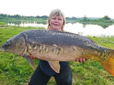 зеркальный карп фото рыбы: 7 тыс изображений найдено в Яндекс.Картинках |  Common carp, Carp, Bass fishing pictures