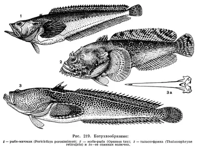 Рыба-жаба-змей» — создано в Шедевруме