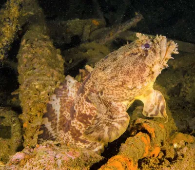 Diving Federation - Рыба-жаба Англ. - Frog Fish Лат. - Opsanus tau Вид рыб  семейства батраховых, или рыб-жаб (Batrachoididae) отряда батрахообразных  (Batrachoidiformes). Встречается в западной части Атлантического океана от  полуострова Кейп-Код до