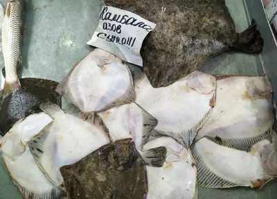 🐟 Купить кефаль в Москве, цена рыбы за 1 кг от 290 руб - интернет-магазин  Дикоед