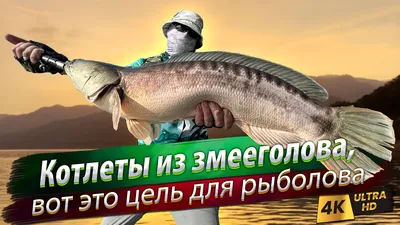 Змееголов — Шаркфин