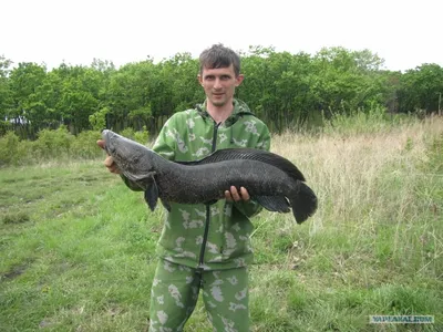 В Приозерском районе змея украла у рыбаков улов