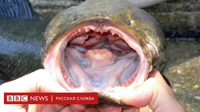 Самая страшная рыба России! Змея или рыба?! Такую рыбу вы точно не  видели... | Рыбное место-мужское место. | Дзен