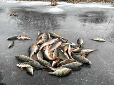 Зимняя рыбалка в Астрахани (как, где и кого ловить) | LoviTut.ru (Рыбалка и  Бильярд) | Дзен