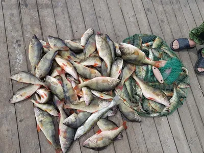 Рыбалка в Астрахани по сезонам: особенности, что можно поймать  зимой/весной/летом/осенью.